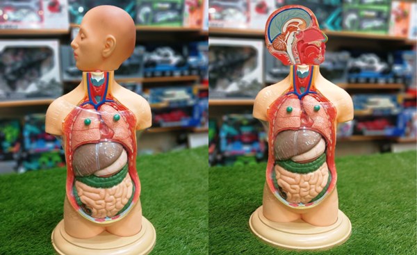 مولاژ نیم تنه انسان 10 قسمتی مقیاس 1:4_اسباب بازی علمی