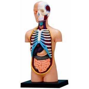 پک ساخت آناتومی بدن انسان مدل 4D Master - Human Anatomy Model_اسباب بازی علمی