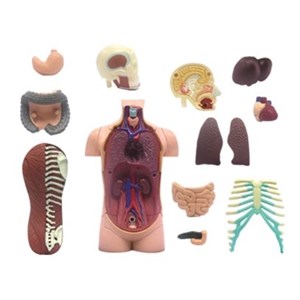 پک ساخت آناتومی بدن انسان مدل 4D Master - Human Anatomy Model_اسباب بازی علمی