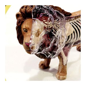 پک ساخت آناتومی بدن شیر مدل 4D Master - Lion Anatomy Model_اسباب بازی علمی