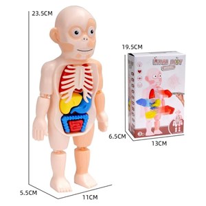 پک ساخت آناتومی بدن انسان با لوازم کامل_اسباب بازی علمی