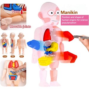 پک ساخت آناتومی بدن انسان با لوازم کامل_اسباب بازی علمی