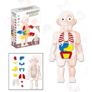 پک ساخت آناتومی بدن انسان با لوازم کامل_اسباب بازی علمی
