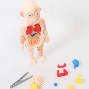 پک ساخت آناتومی بدن انسان با لوازم کامل_اسباب بازی علمی