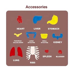 پک ساخت آناتومی بدن انسان با لوازم کامل_اسباب بازی علمی
