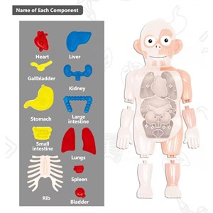 پک ساخت آناتومی بدن انسان با لوازم کامل_اسباب بازی علمی