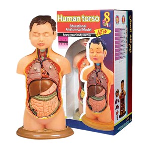مولاژ نیم تنه انسان مدل عروسکی 8 قسمتی_اسباب بازی علمی