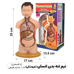مولاژ نیم تنه انسان مدل عروسکی 8 قسمتی_اسباب بازی علمی