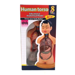مولاژ نیم تنه انسان مدل عروسکی 8 قسمتی_اسباب بازی علمی