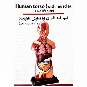 مولاژ نیم تنه انسان با مقیاس 1:2_اسباب بازی علمی