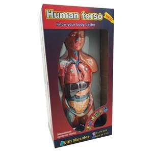 مولاژ نیم تنه انسان با مقیاس 1:2_اسباب بازی علمی