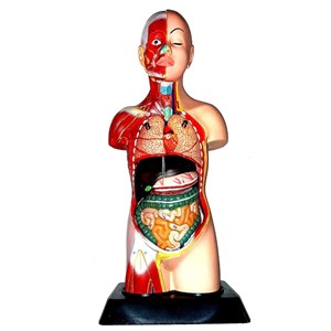 مولاژ نیم تنه انسان با مقیاس 1:2_اسباب بازی علمی