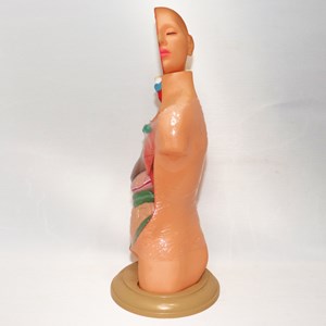 مولاژ نیم تنه انسان 10 قسمتی مقیاس 1:4_اسباب بازی علمی