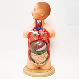 مولاژ نیم تنه انسان 10 قسمتی مقیاس 1:4_اسباب بازی علمی